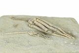 Fossil Crinoid Plate (Two Species) - Crawfordsville, Indiana #325654-2